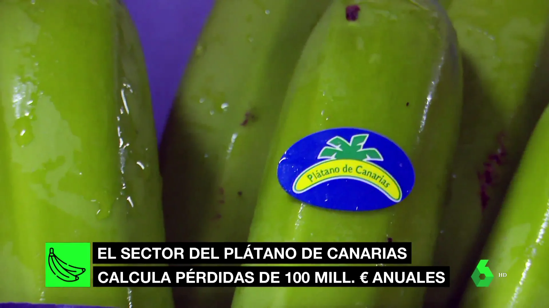 PLÁTANO DE CANARIAS