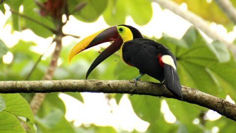 Costa Rica