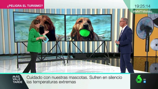 mascotas mascotas