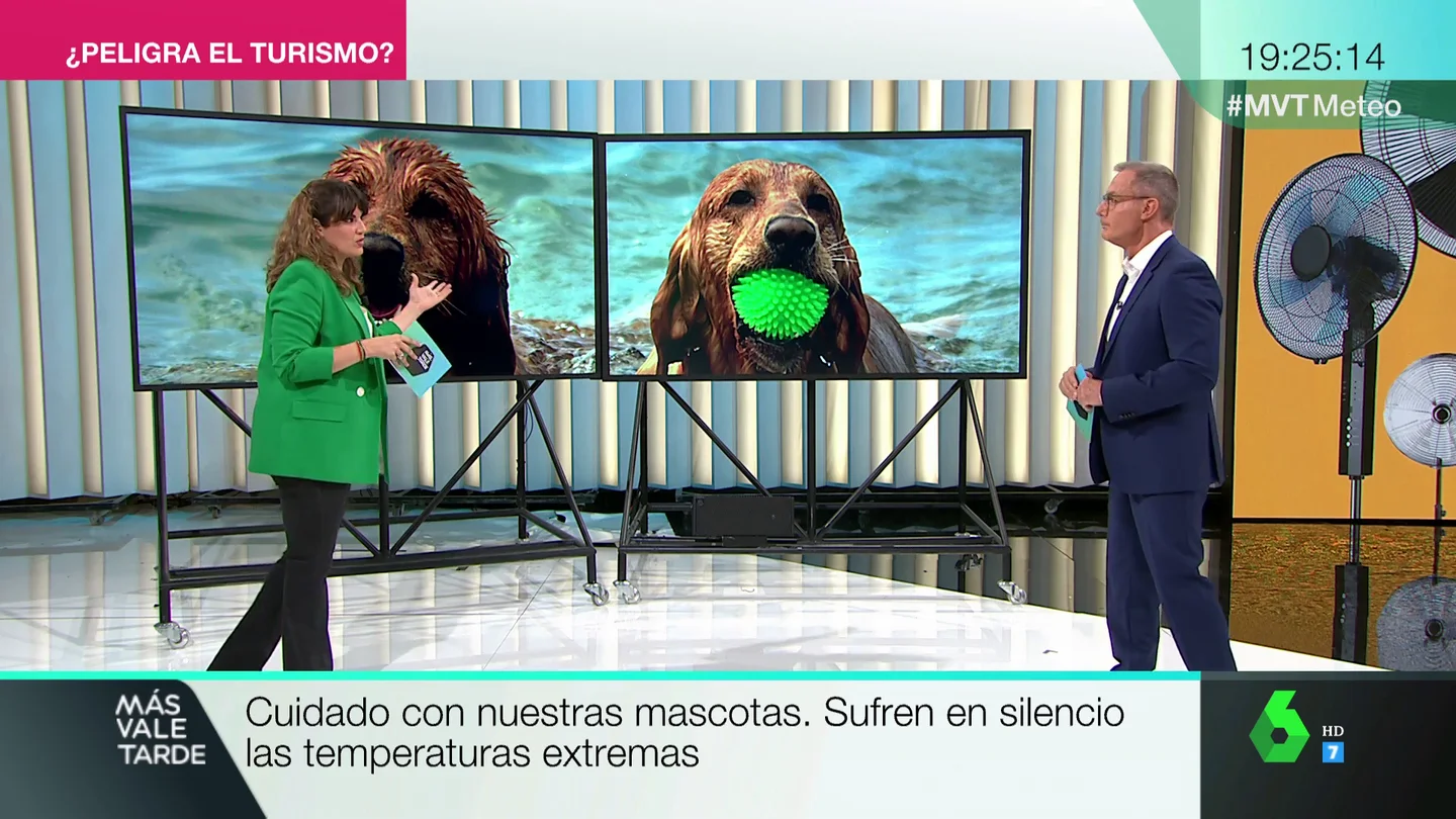 mascotas mascotas