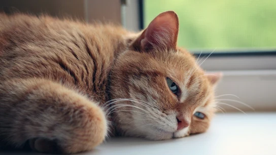 Gato tumbado Gato tumbado