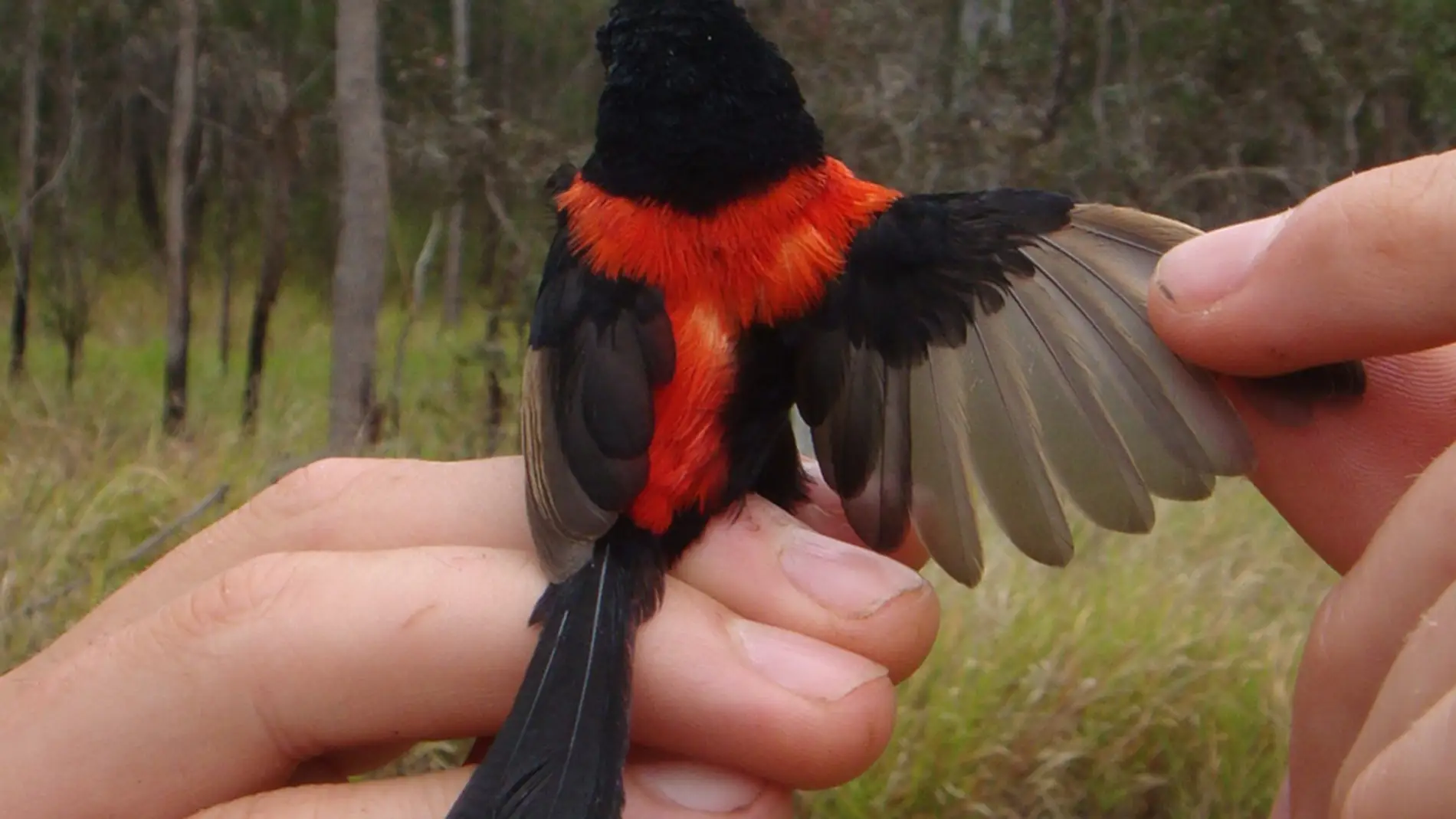 Maluro dorsirrojo con plumaje rojo y negro