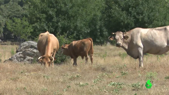 La ganadería extensiva, un modelo respetuoso con el entorno que ayuda a combatir la despoblación La ganadería extensiva, un modelo respetuoso con el entorno que ayuda a combatir la despoblación
