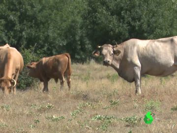 La ganadería extensiva, un modelo respetuoso con el entorno que ayuda a combatir la despoblación