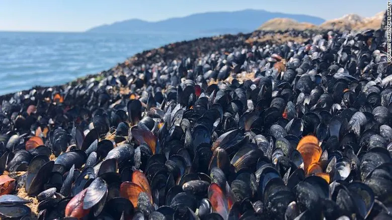 Mejillones muertos en la playa de Lighthouse Park, en Vancouver (Canadá)