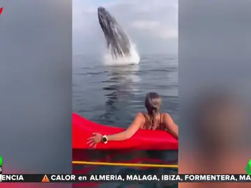 El susto de una piragüista al encontrarse con una ballena jorobada saltando a escasos metros de ella