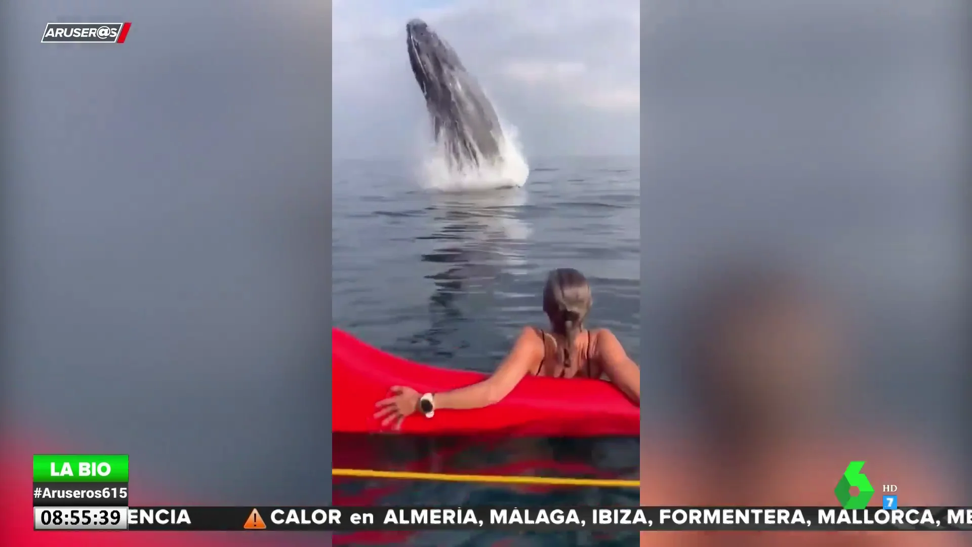 El susto de una piragüista al encontrarse con una ballena jorobada saltando a escasos metros de ella