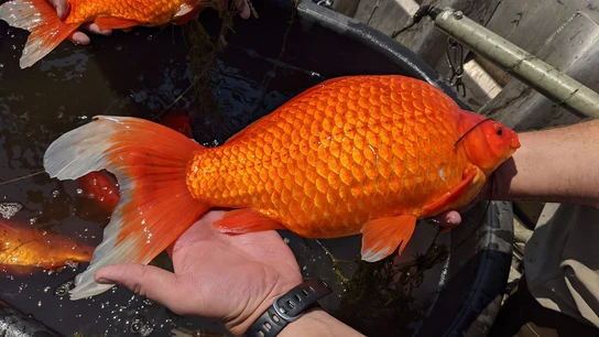 Encuentran decenas de peces dorados gigantes en Minnesota Encuentran decenas de peces dorados gigantes en Minnesota