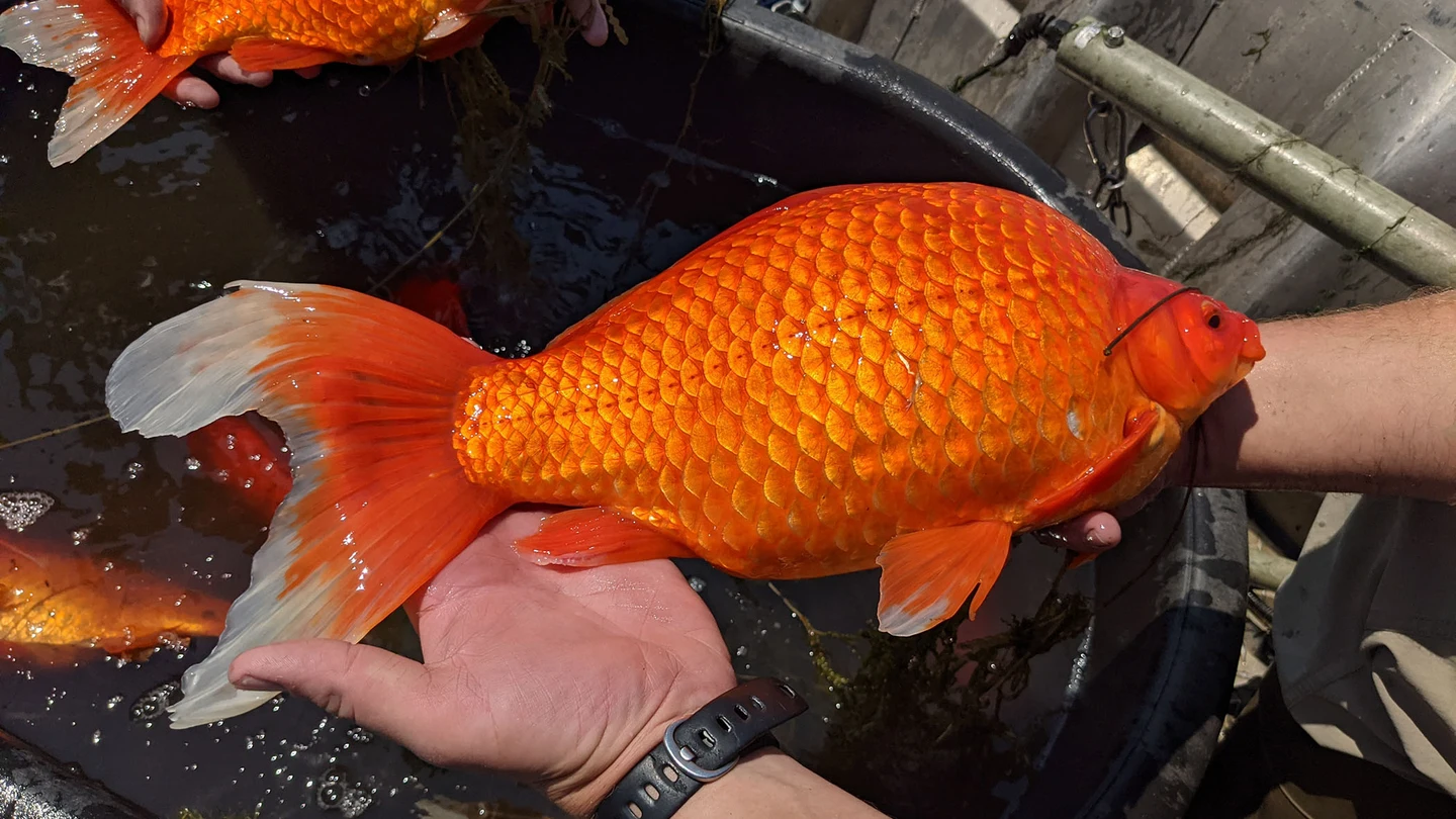 Encuentran decenas de peces dorados gigantes en Minnesota Encuentran decenas de peces dorados gigantes en Minnesota