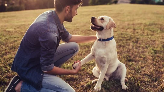 Día Mundial del Perro: ¿qué cuidados básicos requieren nuestras mascotas? Día Mundial del Perro: ¿qué cuidados básicos requieren nuestras mascotas?