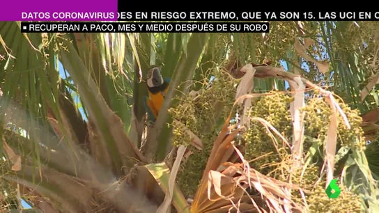 Paco 'el guacamayo' ya está en casa: así han logrado rescatarle tras ser secuestrado hace un mes y medio Paco 'el guacamayo' ya está en casa: así han logrado rescatarle tras ser secuestrado hace un mes y medio