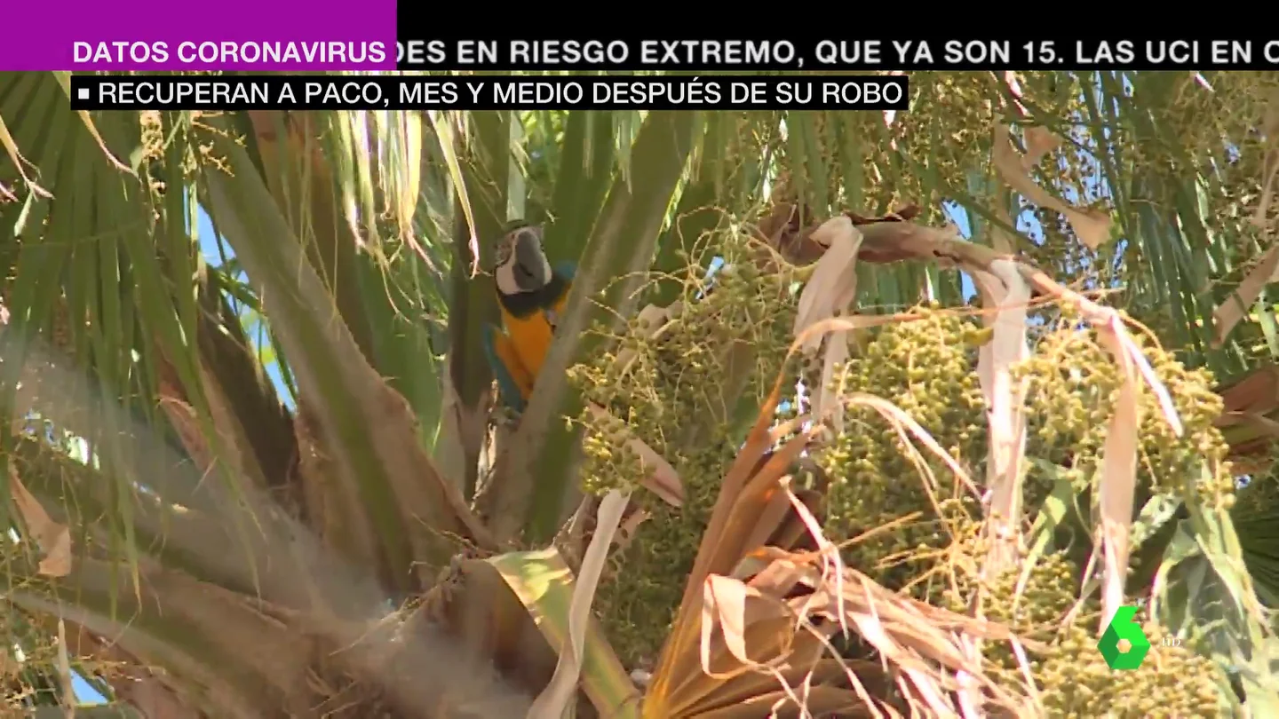 Paco 'el guacamayo' ya está en casa: así han logrado rescatarle tras ser secuestrado hace un mes y medio Paco 'el guacamayo' ya está en casa: así han logrado rescatarle tras ser secuestrado hace un mes y medio