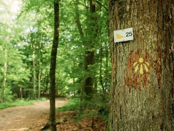 Concha de peregrino Concha de peregrino