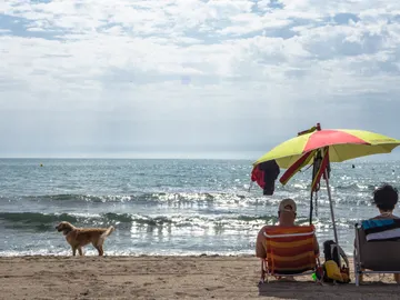 Playas Dog Friendly en Alicante Playas Dog Friendly en Alicante