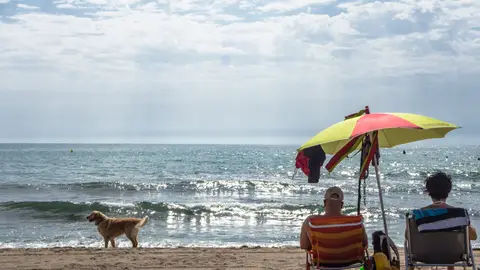 Playas Dog Friendly en Alicante Playas Dog Friendly en Alicante