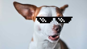 Crea tu propios memes de una forma r&aacute;pida y sencilla con cava