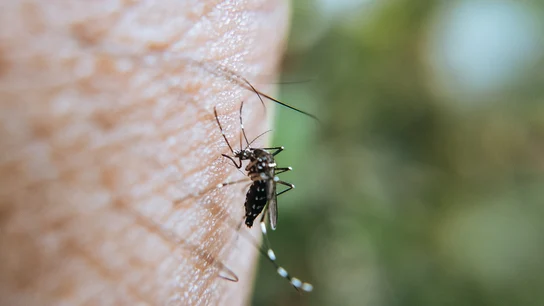 Por qué a unas personas les pican los mosquitos y a otras no Por qué a unas personas les pican los mosquitos y a otras no