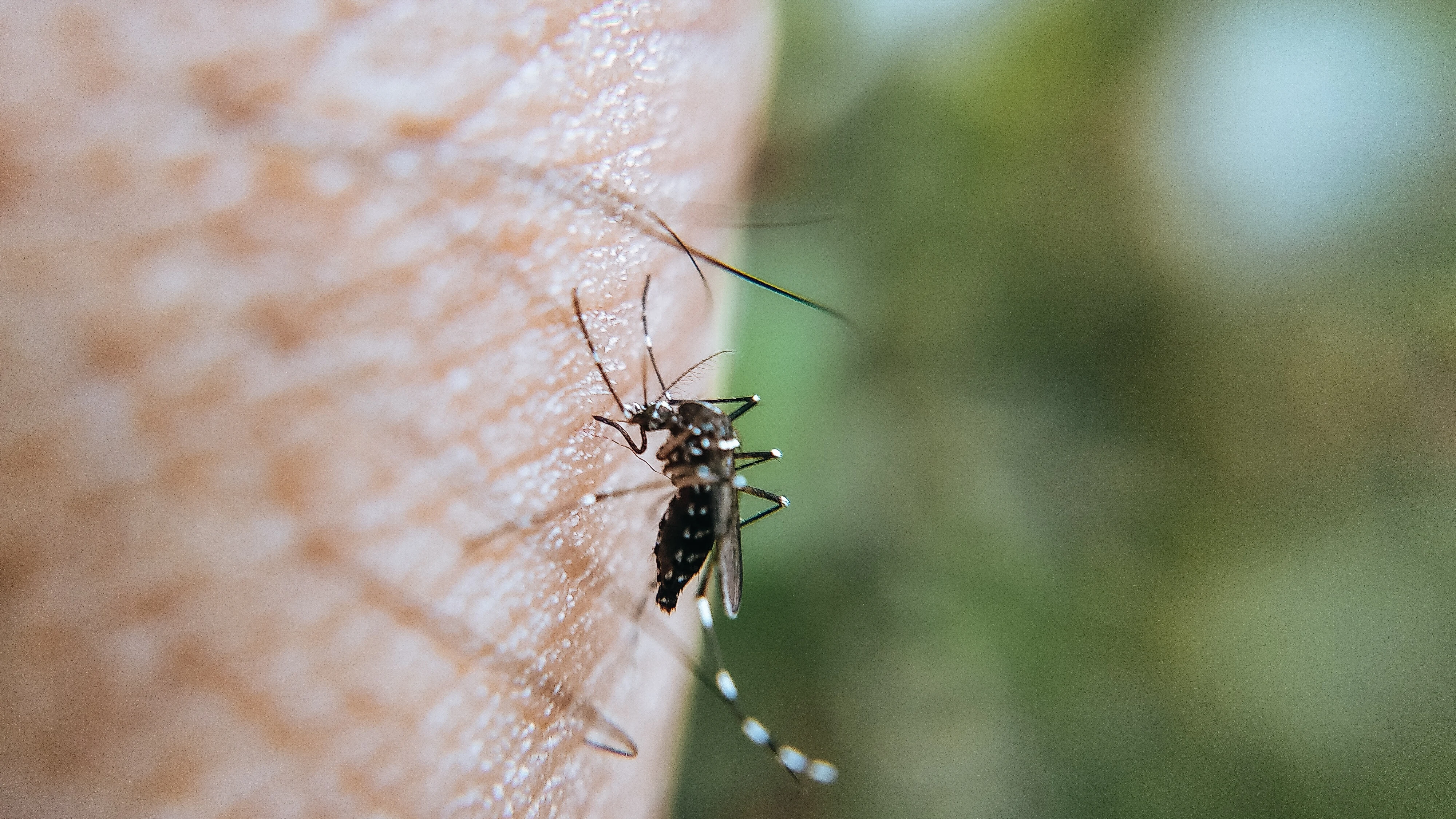 Por qué a unas personas les pican los mosquitos y a otras no