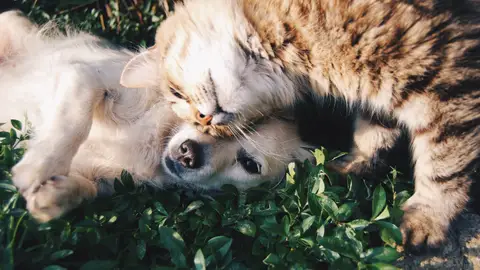 Nuestras fieles mascotas, necesitan más cuidado con el calor Nuestras fieles mascotas, necesitan más cuidado con el calor
