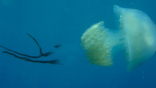 Medusas Granada