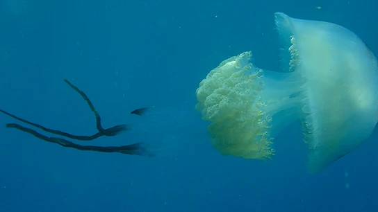 Imagen de un ejemplar de la especie 'Rhizostoma luteum' Medusas Granada