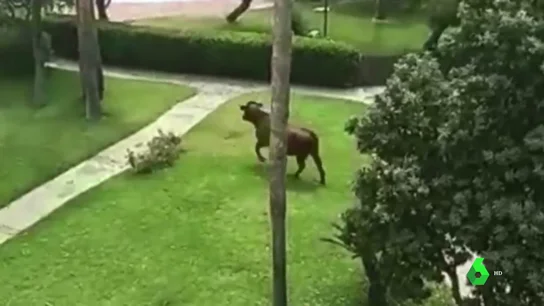 Las insólitas imágenes de una vaca colándose en una urbanización de Zahara de los Atunes, Cádiz Las insólitas imágenes de una vaca colándose en una urbanización de Zahara de los Atunes, Cádiz
