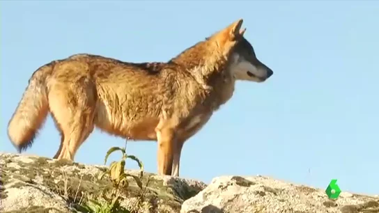 Cantabria autoriza la caza de 34 lobos pese a la orden de protección del Ministerio para la Transición Ecológica Cantabria autoriza la caza de 34 lobos pese a la orden de protección del Ministerio para la Transición Ecológica