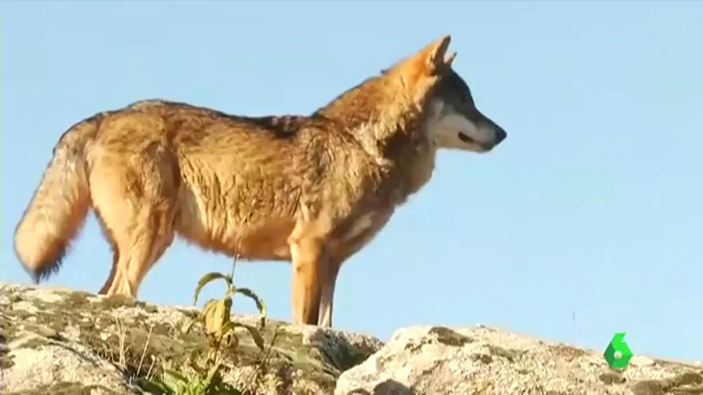 Cantabria autoriza la caza de 34 lobos pese a la orden de protección del Ministerio para la Transición Ecológica Cantabria autoriza la caza de 34 lobos pese a la orden de protección del Ministerio para la Transición Ecológica