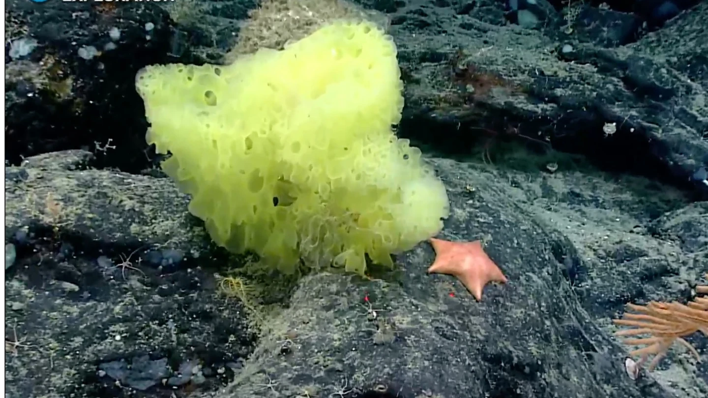 Una esponja marina de la especie Hertwigia y una estrella de mar Chondraster. Una esponja marina de la especie Hertwigia y una estrella de mar Chondraster.