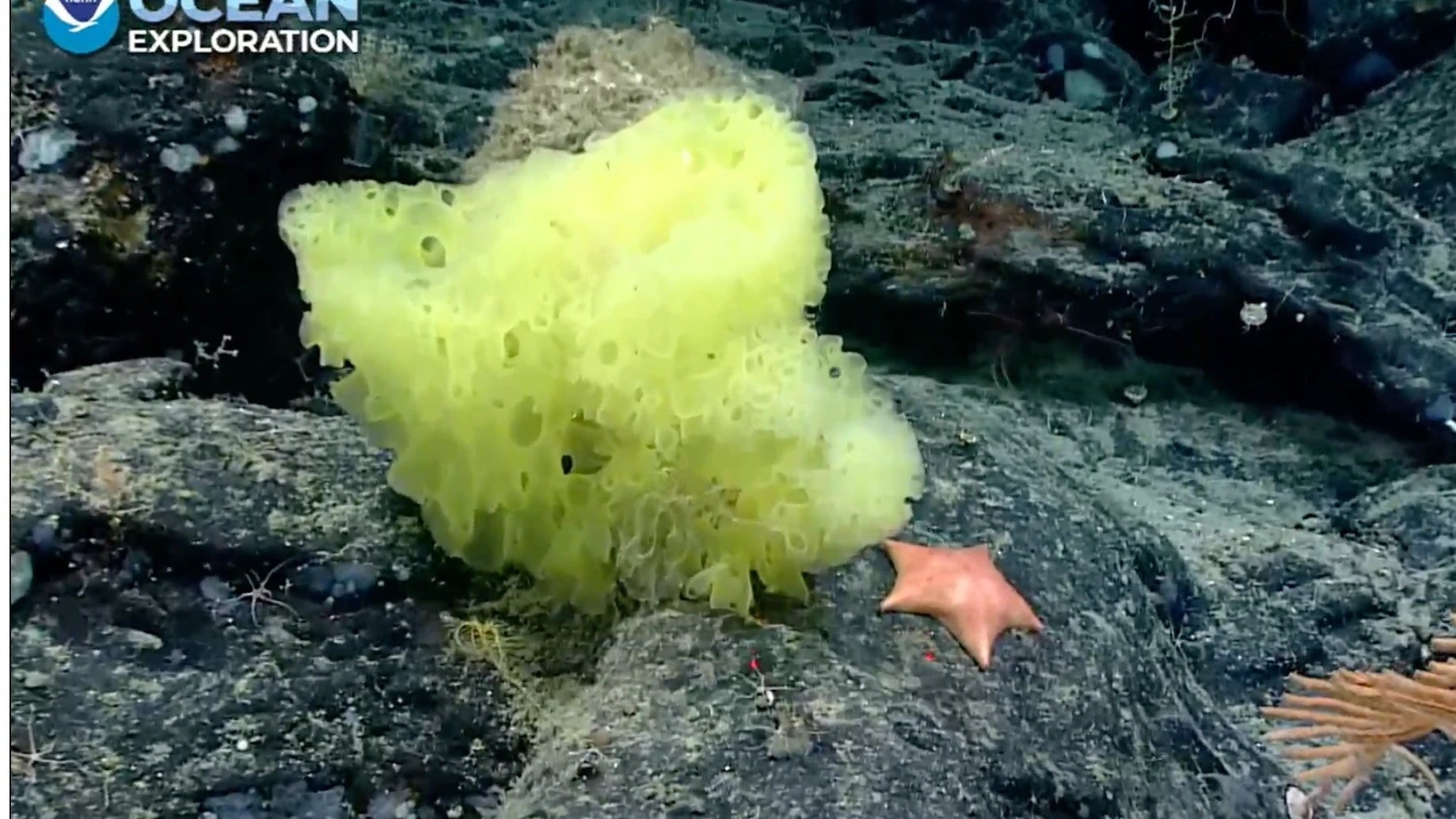 Una esponja marina de la especie Hertwigia y una estrella de mar Chondraster.