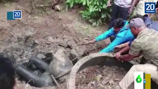 El agónico rescate de un bebé elefante que había caído a un pozo en la India El agónico rescate de un bebé elefante que había caído a un pozo en la India