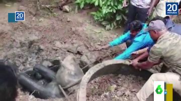 El agónico rescate de un bebé elefante que había caído a un pozo en la India