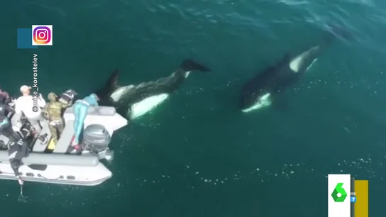 Las impactantes imágenes de una familia de orcas jugando cerca de una embarcación de buzos Las impactantes imágenes de una familia de orcas jugando cerca de una embarcación de buzos