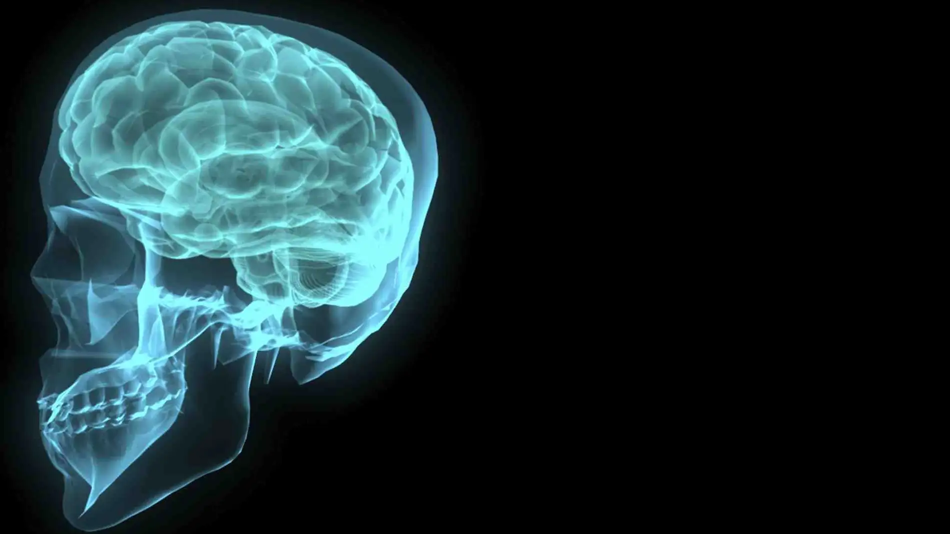 Recreación artística de un cerebro humano contenido en el cráneo
