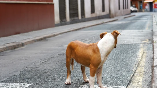 Un perro abandonado en una calle céntrica de Sevilla Perros