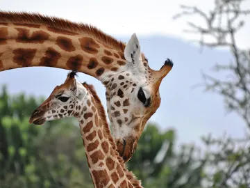 jirafas, ecosistema jirafas, ecosistema