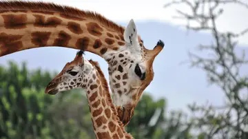 jirafas, ecosistema jirafas, ecosistema