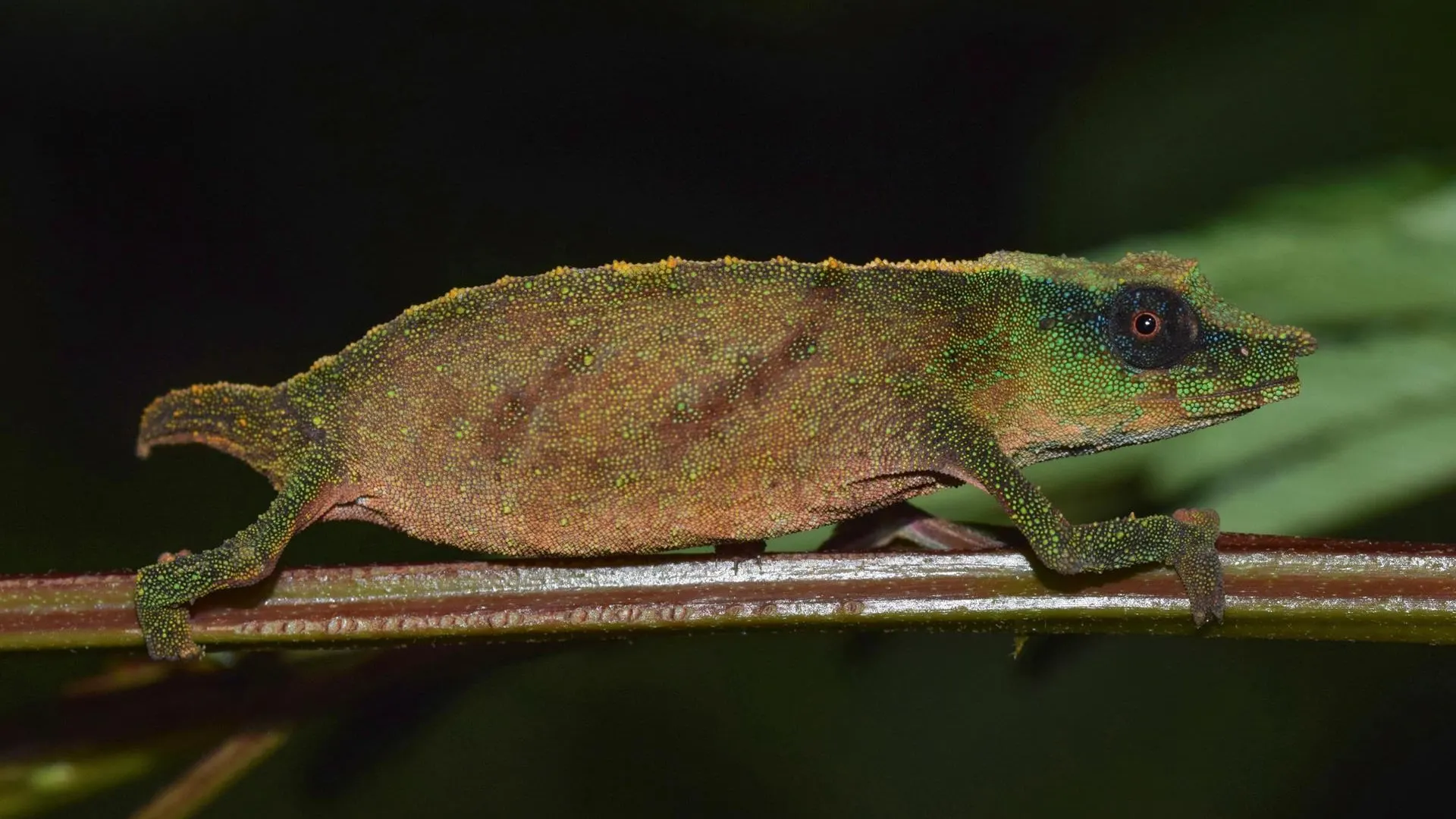 Hallan en Malaui un raro camaleón que se creía extinto en la naturaleza