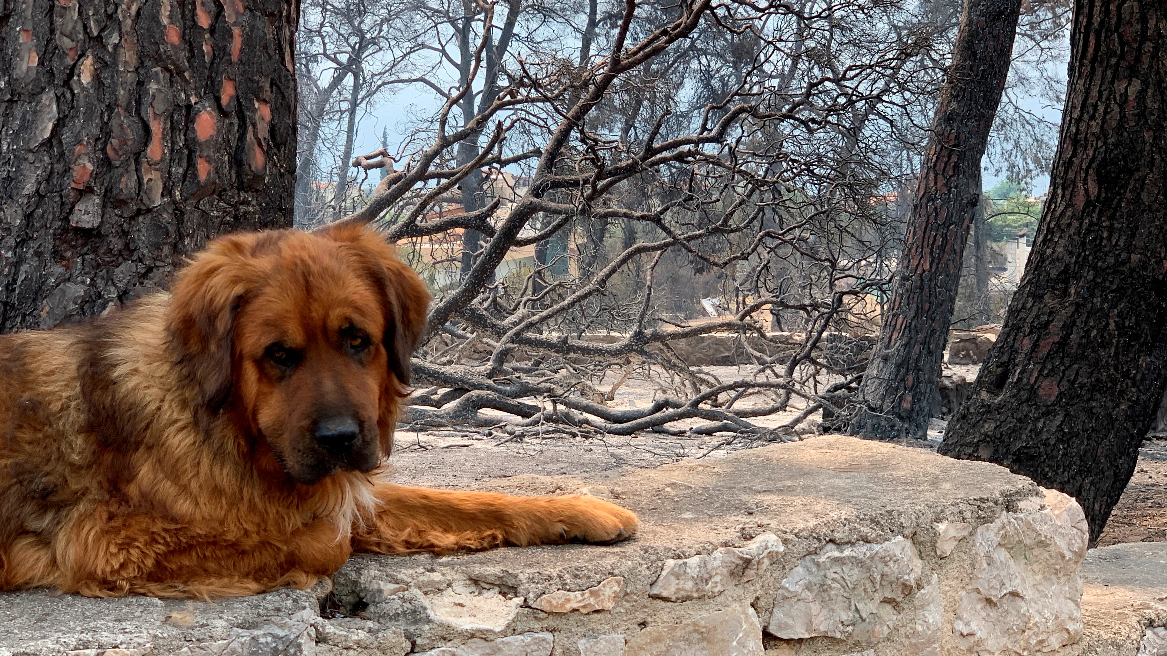 Un perro desolado tras un incendio en la isla de Eubea.