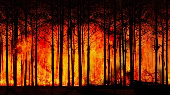 Incendio forestal Incendio forestal