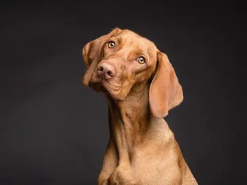 Perro Perro