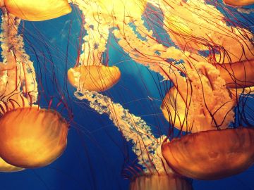 La alarmante razón detrás de la invasión de medusas en las costas españolas este verano 