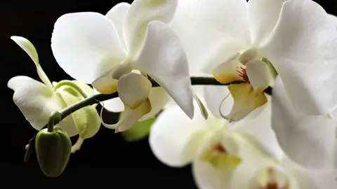 Revive tus plantas con esta aplicación para el móvil  Revive tus plantas con esta aplicación para el móvil