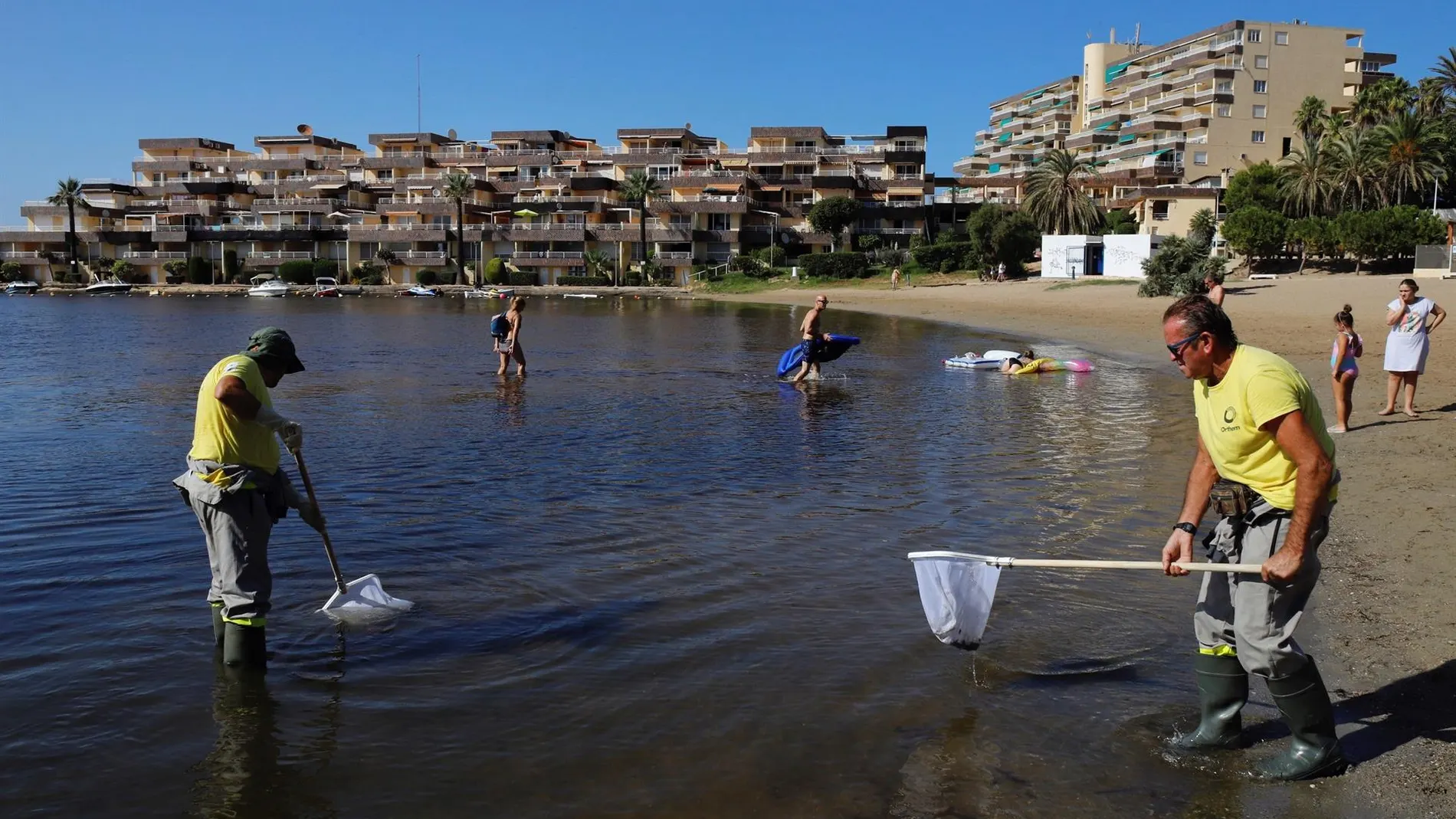 Operarios retiran del mar los peces muertos que han aparecido en las playas del Mar Menor en Murcia.
