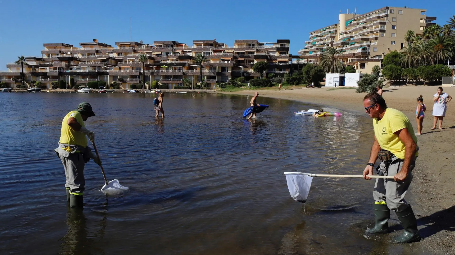 Operarios retiran del mar los peces muertos que han aparecido en las playas del Mar Menor en Murcia.