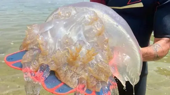 Una de las medusas gigantes atisbadas en la costa de Cádiz Una de las medusas gigantes atisbadas en la costa de Cádiz