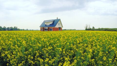 Campos de Colza