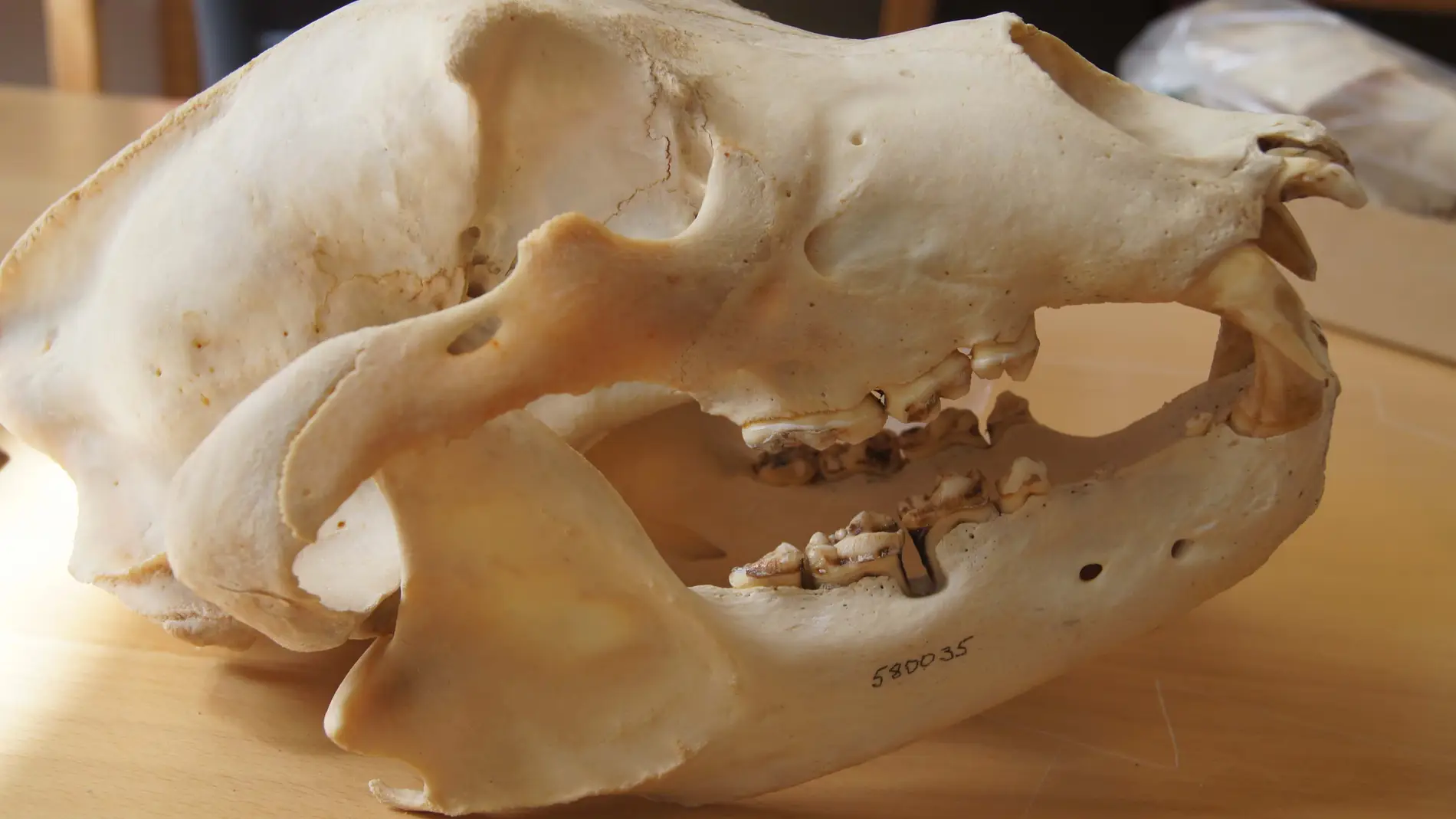 Cráneo de oso pardo