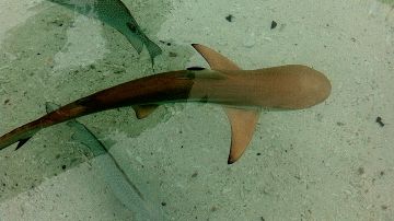 Imagen de archivo de una cría de tiburón