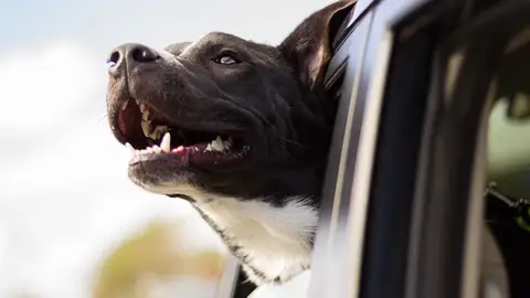Viajar en coche con perros Viajar en coche con perros